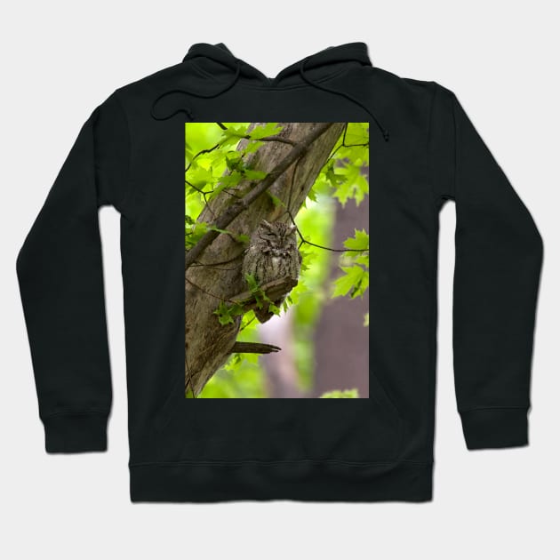 Eastern Screech Owl Hoodie by Eunice1